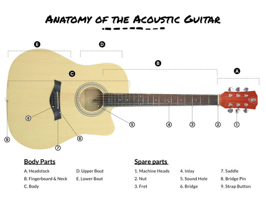 Anatomy of the Guitar #1 (Acoustic Guitar)